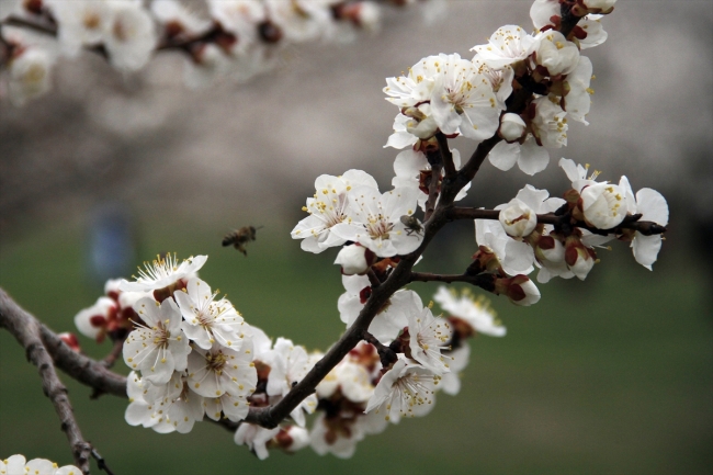 Çiçek açan kayısı bahçeleri büyülüyor